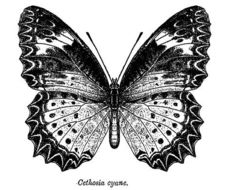 Cethosia cyane Drury 1770 resmi