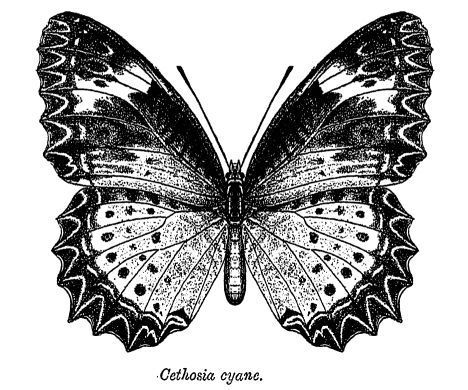 Imagem de Cethosia cyane Drury 1770