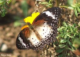 Image of Cethosia cyane Drury 1770