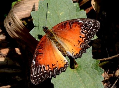 Cethosia biblis Drury 1770 resmi