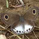 Image of Ypthima ceylonica Hewitson 1864