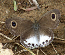 Image of Ypthima ceylonica Hewitson 1864