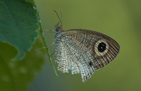 Image of Ypthima ceylonica Hewitson 1864