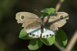 Image of Ypthima ceylonica Hewitson 1864