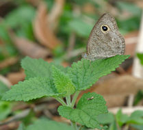 Image of Common Five Ring