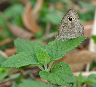 Image of Common Five Ring