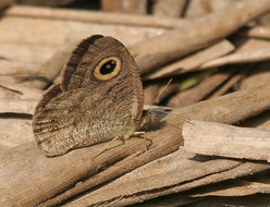 Image of Common Five Ring