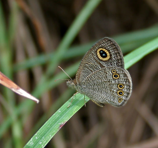 Image of Common Five Ring