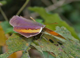 Kallima inachus Boisduval 1836 resmi