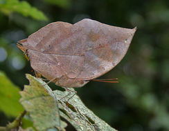 Kallima inachus Boisduval 1836 resmi