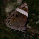 Image of Straight-banded Treebrown