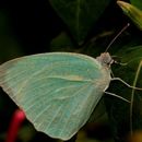 Catopsilia pyranthe (Linnaeus 1758) resmi