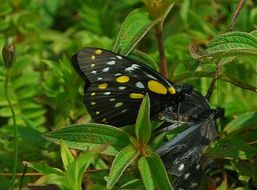 Image of hill jezebel