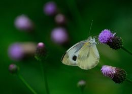 Image of cabbage butterfly