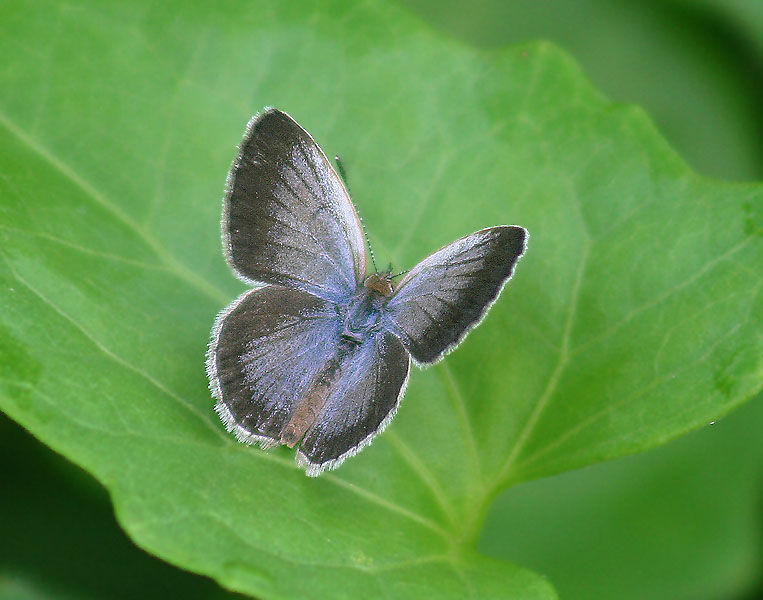 Image of Pseudozizeeria