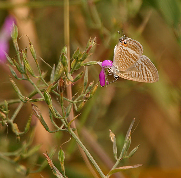 Image of Lampides