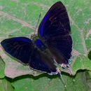 Image of Hypolycaena erylus (Godart 1823)