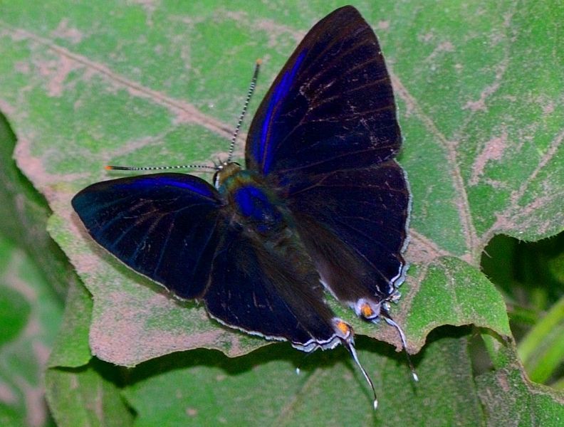 Image of Hypolycaena