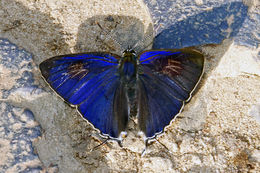 Image of Hypolycaena