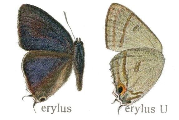 Image of Hypolycaena