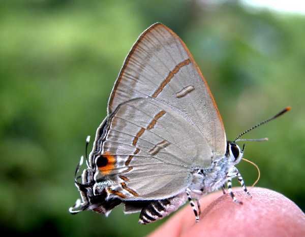 Image of Hypolycaena