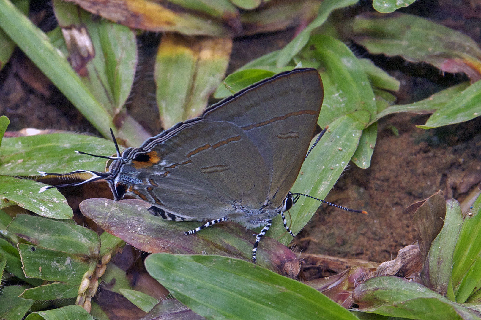 Слика од Hypolycaena