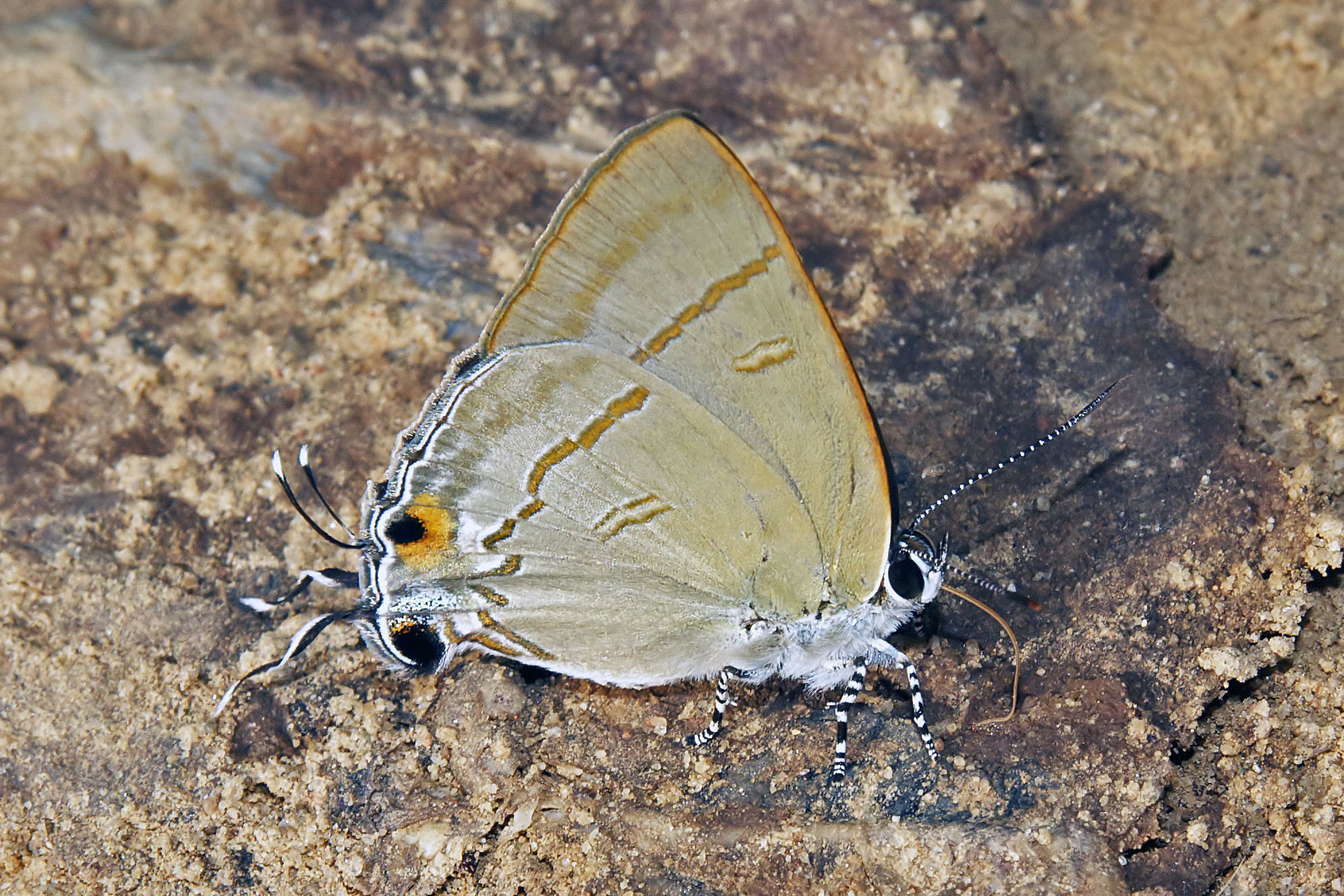 Слика од Hypolycaena