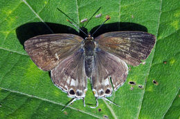 Image of Hypolycaena