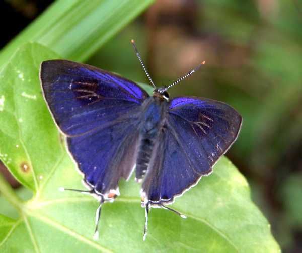 Image of Hypolycaena