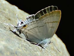 Image of Hypolycaena