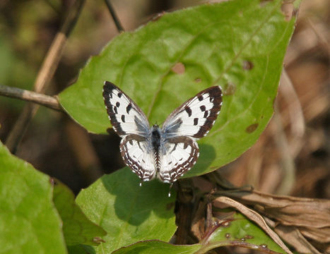 Image of Common Pierrot