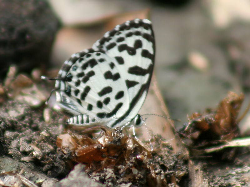 Image of Common Pierrot