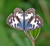 Image of Common Pierrot