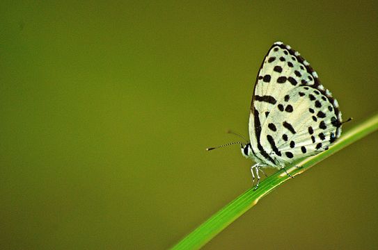 Image of Common Pierrot