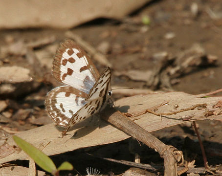 Image of Common Pierrot