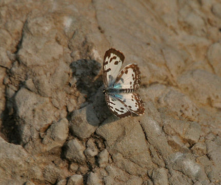 Image of Common Pierrot