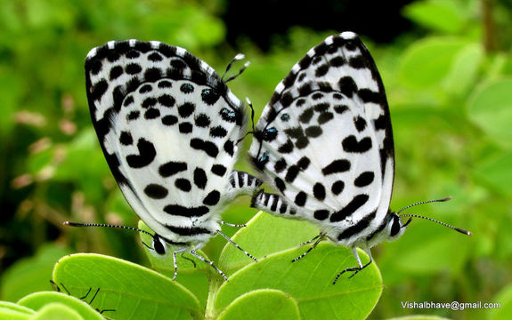 Image of Common Pierrot