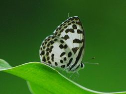 Image of Common Pierrot