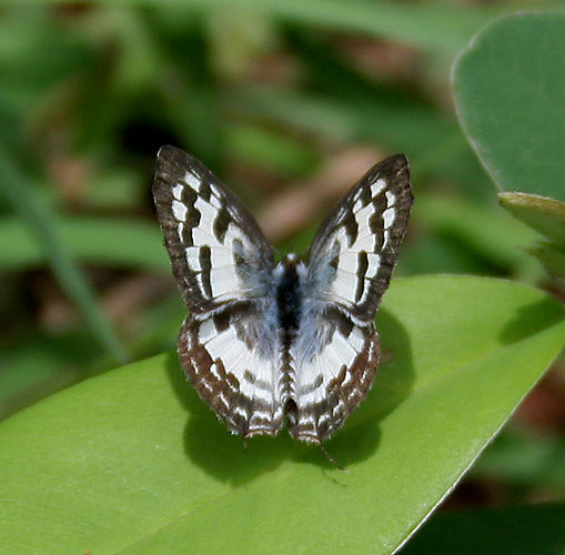 Image of Common Pierrot