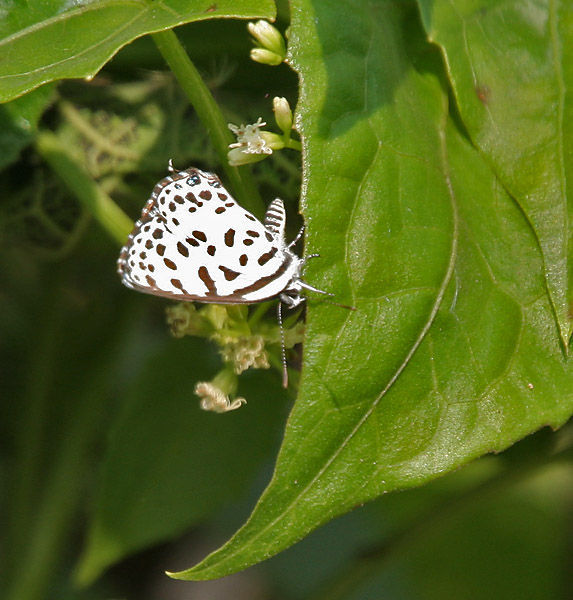 Image of Common Pierrot