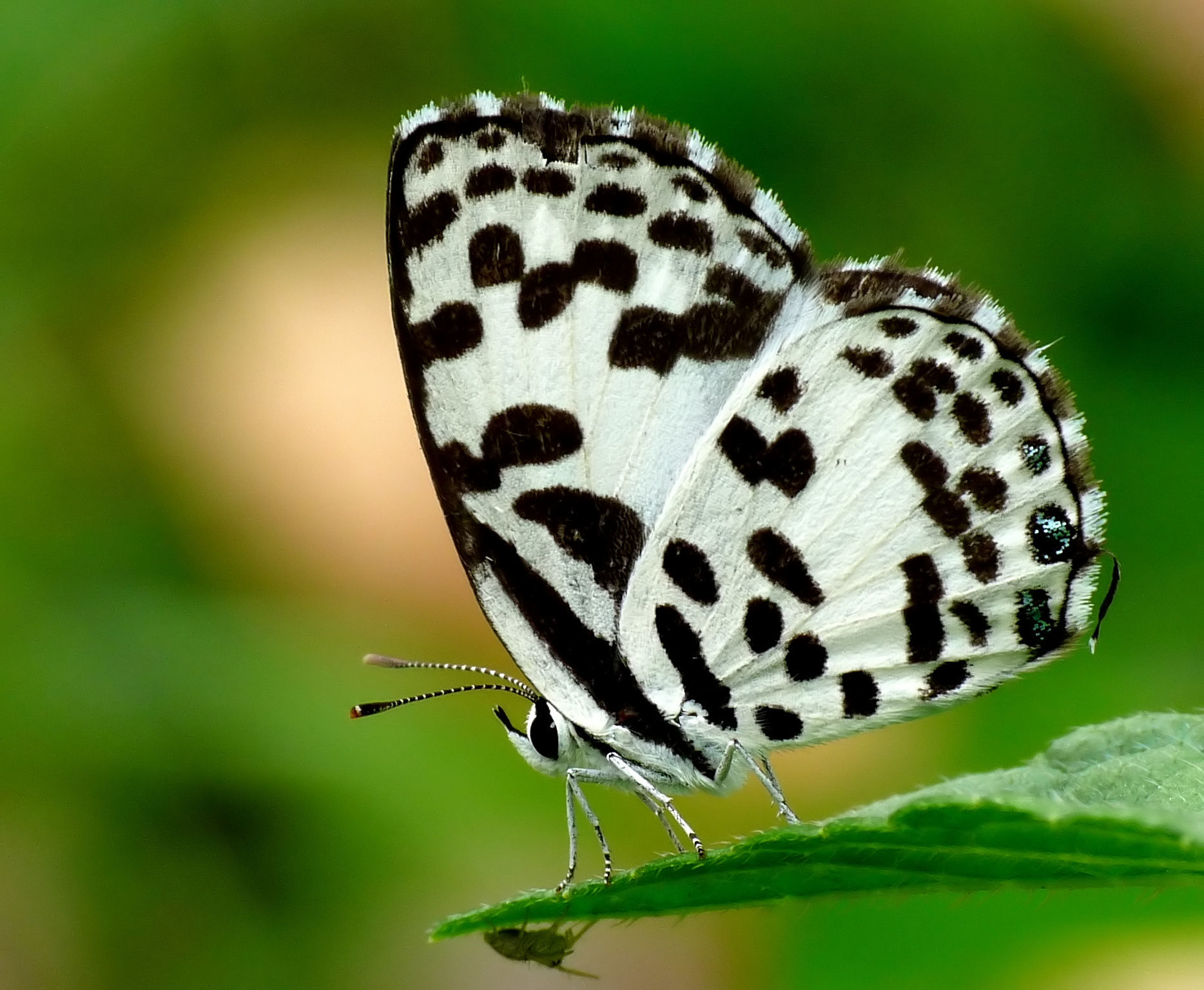 Image of Common Pierrot