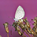 Image of Dark Grass Blue