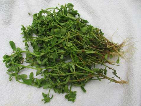 Image of green carpetweed