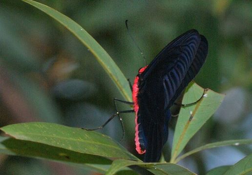 صورة Atrophaneura aidoneus (Doubleday 1845)