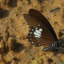 Image of Papilio castor Westwood 1842