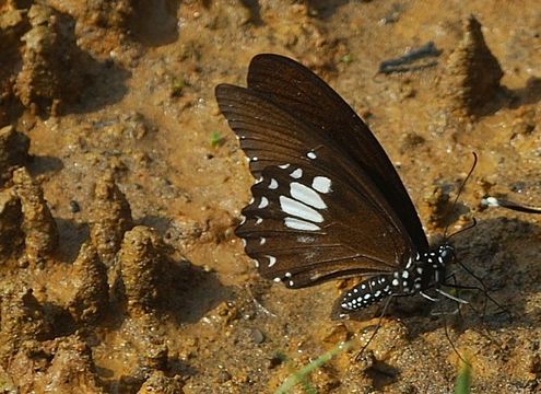 Imagem de Papilio castor Westwood 1842