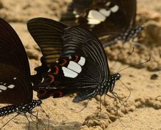 Image of Papilio nephelus Boisduval 1836