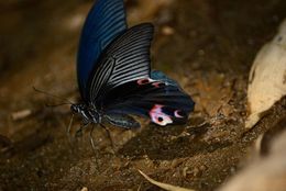 Image of Papilio protenor Cramer (1775)