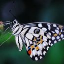 صورة Papilio demoleus Linnaeus 1758