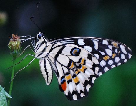 Image of Lime butterfly